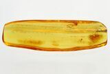 Detailed Fossil Ant-Loving Beetle (Pselaphinae) in Baltic Amber #321732-1